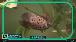 What kills spotted lanternflies Researchers making progress in getting invasive bug under control [upl. by Ahsekel]