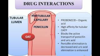 Probenecid and penicillin combination explained in animation [upl. by Yraek]