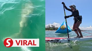 Paddleboard guide’s wish comes true after dugong sighting off Tanjung Aru beach [upl. by Apollo]