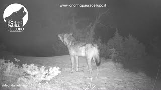 Appennino Parmense lululato del lupo nella notte è da brividi [upl. by Martainn80]