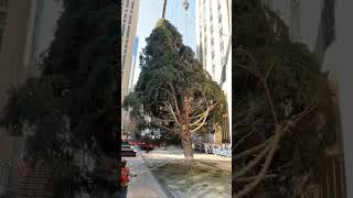 Rockefeller Center Christmas Tree arrives in NYC [upl. by Amorette]