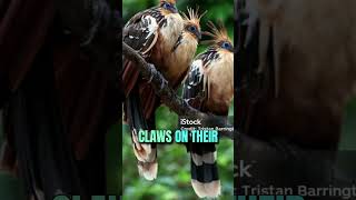 Hoatzin The Most Unique Bird in the Amazon 🌿🦜quot birds shotrs [upl. by Idahs]