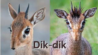 What are Dik dik [upl. by Einnaf401]