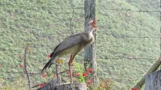 Redlegged Seriema Cariama cristata [upl. by Aldrich]