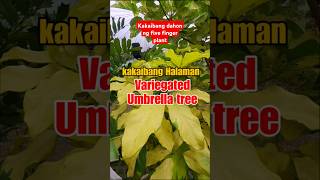 NAKAKITA KA NA BA NG KAKAIBANG URI NG UMBRELLA TREE luckyplants indoorplants [upl. by Maura985]