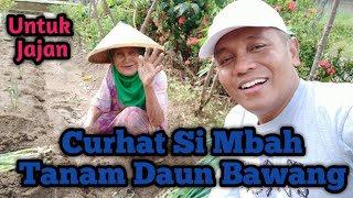 Cara Mudah Menanam Daun Bawang  Tanam Loncang Ala Si Mbah [upl. by Gennie]