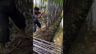 Process flow of digging black cane [upl. by Upton]