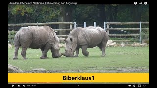 Aus dem leben eines Nashorns  Rhinoceros  Zoo Augsburg [upl. by Nesta]