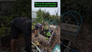 Moving and splitting rhubarb growfood rhubarb allotment [upl. by Yllop]