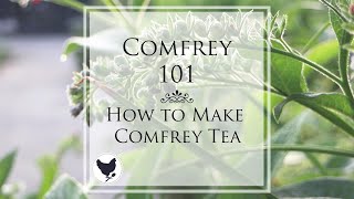 COMFREY 101  How to Make Comfrey Tea  Cosmopolitan Cornbread [upl. by Edwina]