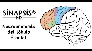 Lóbulo frontal neuroanatomía funcional [upl. by Roux153]