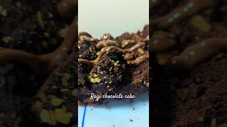 Glutenfree Ragi chocolate cake🧁🍫🍌foodshortsyoutubeshortscookingchocolatecakemilletrecipebake [upl. by Ahsilif]