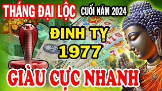 ĐIỀM BÁO CHẤN ĐỘNG Đinh Tỵ 1977 Thần Tài Ưu Ái Tiền Nhét Nứt Két Cực Giàu 3 tháng cuối năm 2024 [upl. by Nerin]