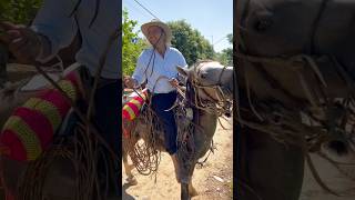 Caballo criollo y un llanero bragao [upl. by Cohberg]