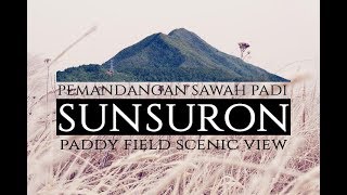 Pemandangan Kawasan Sawah Padi di Kampung Sunsuron [upl. by Ritz]