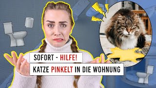 Katze pinkelt über all hin  Was tun  Unsaubere Katzen  Babykatze markiert mit Urin  Amely Rose [upl. by Meng]