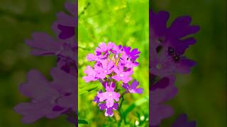 Garden verbena plant nature shorts beautiful gardening shortvideo shortsfeed youtubeshorts [upl. by Lotson]