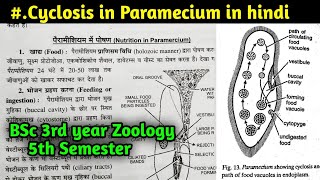 Nutrition in Paramecium  Cyclosis in Paramecium  BSc 3rd year Zoology 5th Semester [upl. by Dream]