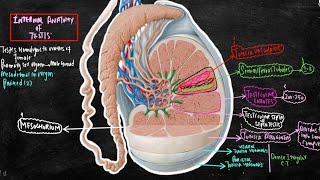 Complete Anatomy of Testis for NEET Understanding Every Detail Of Ncert Explained Line by Linequot [upl. by Garold]