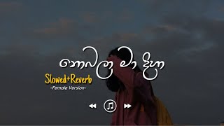 Nobala Ma Diha  නොබලා මා දිහා  Female Version SlowedReverb [upl. by Mallorie593]