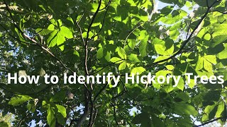 How to Identify Shagbark Hickory Trees [upl. by Lu]