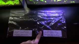 Part 1 How To Hatch Non Annual Killifish Species [upl. by Nimref]