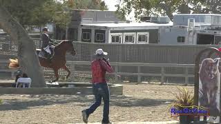 193S Nancy Emsley on HSH Tangerine SR Novice Show Jumping Woodside October 2024 [upl. by Essam534]