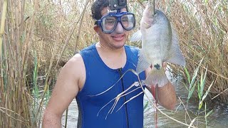 Pesca de MOJARRAS con Chinchorro y chaporreo en LAGO de Izabal138 [upl. by Alius]