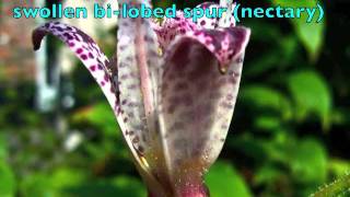 Tricyrtis hirta the hairy toad lily [upl. by Louls]