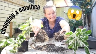 Dividing a calathea white fusion SCARY repotting [upl. by Leasim838]