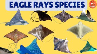 Different Types of Eagle Ray Species Name in English for kids kidslearning animals stingray [upl. by Michon]