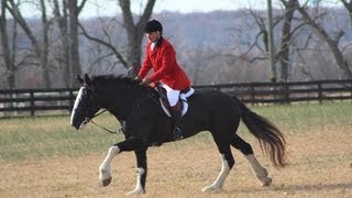 Fox Hunting in Virginia Hounds and Horses Part 1 of 4 [upl. by Yeloc]