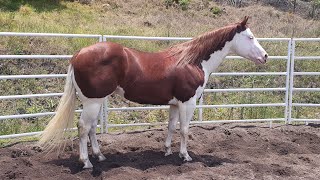 Visita a Rancho Montegrande 2024  Sementales [upl. by Iffar]