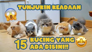 TUNJUKIN KEADAAN 15 KUCING YANG ADA DISINI [upl. by Ardyce380]