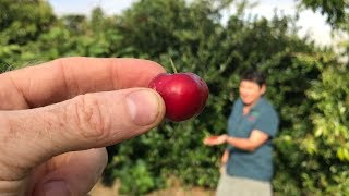 All about Acerola or Barbados Cherry Fruit Trees  Malpighia emarginata [upl. by Kisor]