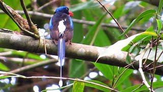 Common Paradise Kingfisher  sppbrowningi [upl. by Sirama]