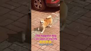 The happiest dog emotional hearttouching motivation viralshort [upl. by Keating]