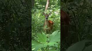 Deer Sounds wildlife shorts whatsappstatus 2022 viral [upl. by Lewis]