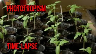 Phototropism Time Lapse  Tomato Seedlings Reaching for the Sun [upl. by Pedaiah590]