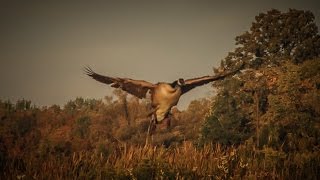 Early Season Goose Hunting in New York  Fowled Reality [upl. by Seena]