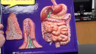 Bio 112 digestive system anatomymp4 [upl. by Tnahs498]