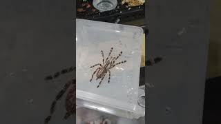 Rehousing my Poecilotheria regalis Tarantula tarantula pregalis oldworld tarantulas spiders [upl. by Hpesoj]