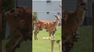 Zombie Deer Disease🦌Here’s the truth zombiedeer deer deerhunting CWD EHD [upl. by Attlee914]