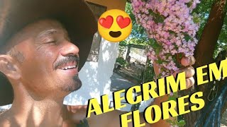 FLORADA DOS ALECRINS 😍😍💮🌸💮🌸 APARECEU UM COM FLORES BRANCAS 🌼😳🤠🌵 [upl. by Karli]