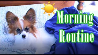 My Morning Routine  Percy the Papillon Dog Vlog [upl. by Neerihs]