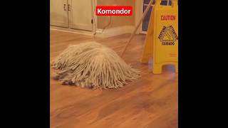 Unique Komondor Dog youtubeshorts youtube ytshorts [upl. by Lasonde753]