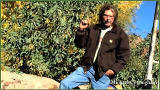 part 2  Nicotiana glauca Tree Tobacco Michael Cottingham Southwest Herbalist [upl. by Lleryd]