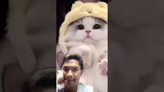 tangtang cat kucinglucu cutecat [upl. by Sadinoel]