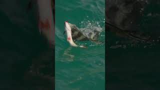 Inshore fishing in Cabo San Lucas for roosterfish using live bait [upl. by Eninaj]