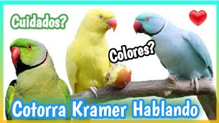 Cotorro de Kramer Hablando y Cantando 🐦  Cuidados colores Alimentacion hembra y macho❓ [upl. by Ettedualc705]